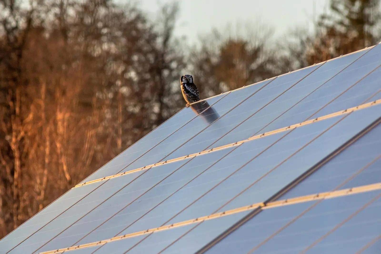Eine Eule sitzt auf einem Hausdach, das mit Solardachziegeln belegt ist.